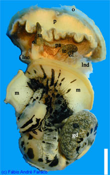 radula