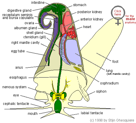 anatomy_female.gif