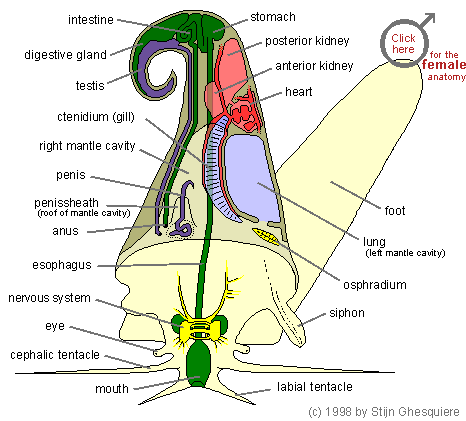 anatomy_male.gif