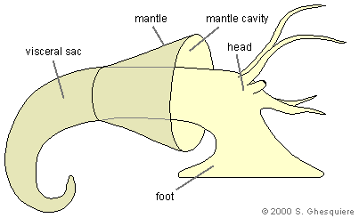 Basic anatomy