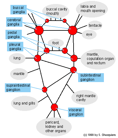 Nervous system