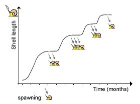 Life cycle