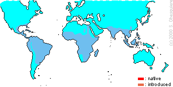 Distribution of the Ampullariidae