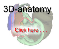 3d anatomy