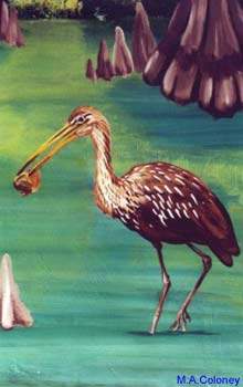 Limpkin - M.A.Coloney