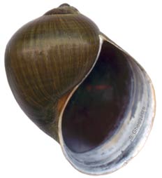 shell