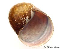 megastoma