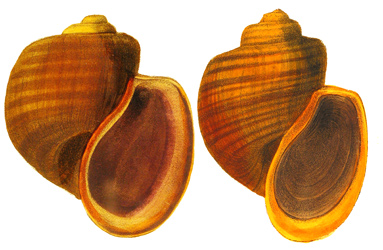 Pomacea bridgesi