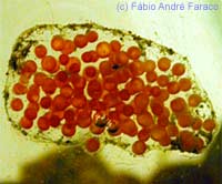 felipponea eggs