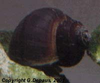 Lanistes lybicus (Morelet, 1848)