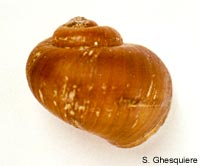 Lanistes ovum Peters, 1845