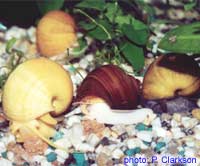 Pomacea bridgesi