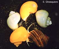 Pomacea bridgesi