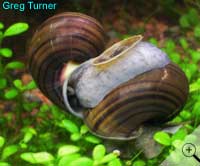 Pomacea bridgesii