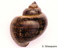 Pomacea bridgesi