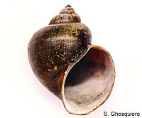 Pomacea bridgesi