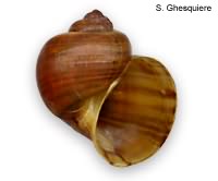 Pomacea bridgesi