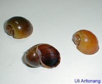 Introduced apple snail