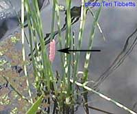 Eggs in pond