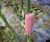 Eggs in pond