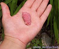 Eggs on hand