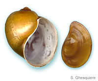 Pomacea canaliculata