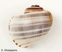 Pomacea_cumingi