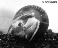 Snail eating snail