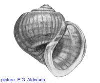 Pomacea glauca