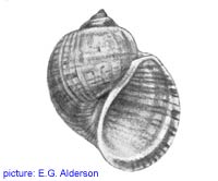 Pomacea haustrum