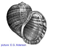 Pomacea haustrum