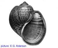 Pomacea haustrum