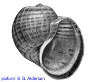 Pomacea haustrum