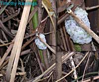 Pomacea haustrum eggs