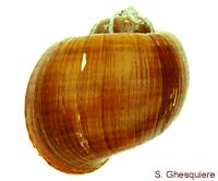 Pomacea maculata