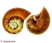 Pomacea maculata