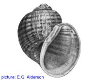 Pomacea insularum