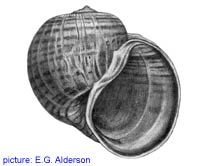 Pomacea insularum