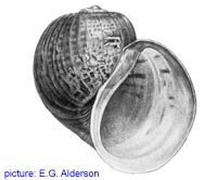 Pomacea insularum