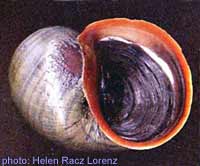 Pomacea insularum