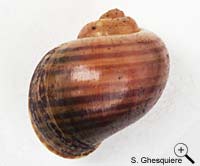 Pomacea lineata