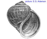 Pomacea paludosa