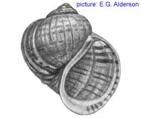 Pomacea paludosa