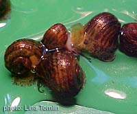 Pomacea  paludosa