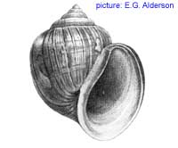 Pomacea urceus