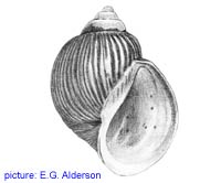 Pomacea urceus