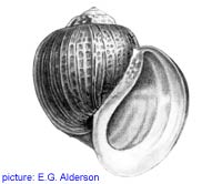 Pomacea urceus