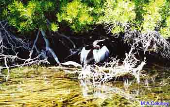 Florida swamps