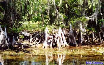 Florida swamps