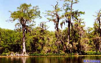 Florida swamps